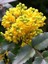 Mahonya Çalısı Mahonia Aquifolium 40 cm Saksıda 1