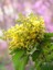 Mahonya Çalısı Mahonia Aquifolium 40 cm Saksıda 2