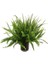 Bahçe Eğreltisi Nephrolepis Biserrata Ithal 40 60 cm Saksıda 1