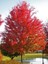 Şeker Akçaağacı Acer Saccharinum 100 cm Saksıda 2