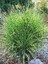 Çizgili Çin Kılıçotu Miscanthus Sinensis Zebrinus, Saksıda 1