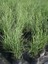 Çizgili Çin Kılıçotu Miscanthus Sinensis Zebrinus, Saksıda 2