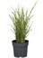 Çizgili Çin Kılıçotu Miscanthus Sinensis Zebrinus, Saksıda 3