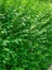 Kurtbağı Fidanı Ligustrum Japonicum 40 60 cm Saksıda 100 Adet 1