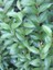 Kurtbağı Fidanı Ligustrum Japonicum 40 60 cm Saksıda 100 Adet 2