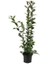 Kurtbağı Fidanı Ligustrum Japonicum 40 60 cm Saksıda 100 Adet 3