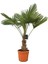 Palmiye Ağacı Tüylü Palmiye Chamaerops Excelsa 80 cm Saksıda 1