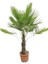 Palmiye Ağacı Tüylü Palmiye Chamaerops Excelsa 80 cm Saksıda 2