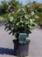 Yeşil Süs Igdesi Elaeagnus Ebbingel Compacta 80 100 cm 2