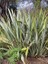 Yeni Zelanda Keteni Yeşil Phormium Tenax Green 30 50 cm Saksıda 1