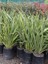 Yeni Zelanda Keteni Yeşil Phormium Tenax Green 30 50 cm Saksıda 2