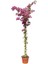 Begonvil Fidanı Pembe Bougainvillea Buttiana Pink 120 cm Büyük Yaş Saksıda 2
