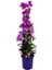Ada Begonvili Açık Pembe Bougainvillea Glabra Sanderiana 40 60 cm Saksıda 2