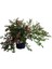 Güzellik Çalısı Fidanı Abelia Grandiflora 30 40 cm Saksıda 3