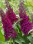 Mor Kelebek Çalısı Buddleja Davidii Lonplum 60 80 cm Ithal Saksıda 1