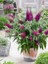 Mor Kelebek Çalısı Buddleja Davidii Lonplum 60 80 cm Ithal Saksıda 2