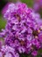 Oya Ağacı Mor Çiçekli Lagerstroemia Indica Purple Magic 120 cm Saksıda 1