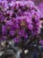 Oya Ağacı Mor Çiçekli Lagerstroemia Indica Purple Magic 120 cm Saksıda 2