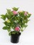 Ortanca Fidanı Pembe Hydrangea Macrophylla Pink Ithal 2