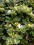 Hanımeli Fidanı Kokulu Lonicera Caprifolium 80 cm 1