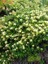 Hanımeli Fidanı Kokulu Lonicera Caprifolium 80 cm 2