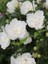Ağaç Hatmi Beyaz Çiçekli Hibiscus Syriacus White Chiffon 40 60 cm Saksıda 1