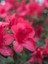 Açelya Bitkisi Koyu Pembe Çiçekli Azalea Japonica Ima Shojo Ithal Saksıda 1