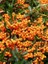 Turuncu Bodur Ateş Dikeni Fidanı Pyracantha Orange Charmer Saksıda Büyük Yaş 1