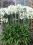 Beyaz Afrika Zambağı Beyaz Sevgi Çiçeği Agapanthus Umbellatus Alba Saksıda 1