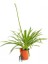 Beyaz Afrika Zambağı Beyaz Sevgi Çiçeği Agapanthus Umbellatus Alba Saksıda 2