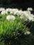Beyaz Afrika Zambağı Beyaz Sevgi Çiçeği Agapanthus Umbellatus Alba Saksıda 3