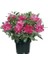 Açelya Fidanı Azalea Japonica Saksıda 1