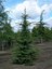 Lübnan Toros Sediri Fidanı Cedrus Libani 40 60 cm Saksıda 1