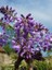 Mor Salkım Kısa Salkımlı Wisteria Brachybotrys Iko Yama Fuji Ithal 150 cm 1