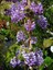 Mor Salkım Kısa Salkımlı Wisteria Brachybotrys Iko Yama Fuji Ithal 150 cm 2