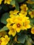 Altın Küre Çiçeği Lysimachia Procumbens Askılı Saksıda 1