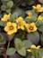 Altın Küre Çiçeği Lysimachia Procumbens Askılı Saksıda 2