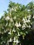 Beyaz Melek Borusu Brugmansia Arborea Alba 20 40 cm Saksıda 1