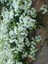 Begonvil Fidanı Beyaz Bougainvillea Buttiana Jamaica White 100 120 cm Saksıda 1
