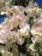 Begonvil Fidanı Beyaz Bougainvillea Buttiana Jamaica White 100 120 cm Saksıda 2