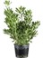 Soylu Yıldız Çalısı Pittosporum Tobira 60 80 cm Saksıda 1