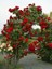 Sarmaşık Gül Fidanı Kırmızı Rosa Rampicanti Red 60 cm Saksıda 1
