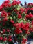 Sarmaşık Gül Fidanı Kırmızı Rosa Rampicanti Red 60 cm Saksıda 3