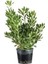 Boylu Yıldız Çalısı Pittosporum Tobira 20 40 cm Saksıda 1