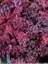 Bordo Mercan Çanı Çiçeği Heuchera Micrantha Melting Fire Saksıda 1