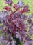 Bordo Mercan Çanı Çiçeği Heuchera Micrantha Melting Fire Saksıda 2