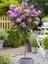 Lila Baston Gül Fidanı Rosa Ad Alberello Lilac 120 cm Saksıda 1