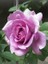 Lila Baston Gül Fidanı Rosa Ad Alberello Lilac 120 cm Saksıda 2