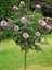 Lila Baston Gül Fidanı Rosa Ad Alberello Lilac 120 cm Saksıda 3