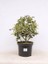 Alacalı Çoban Püskülü Ilex Aquifolium Argentea Marginata 30 50 cm 1